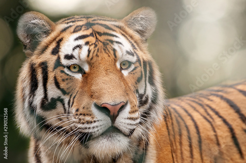 Fototapeta Naklejka Na Ścianę i Meble -  Portrait of beautiful tiger with blurry bokeh backround