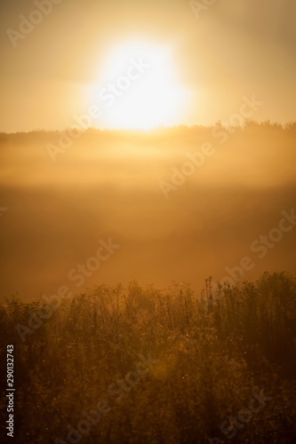 Golden grass in the rays of the morning sun © zwiebackesser