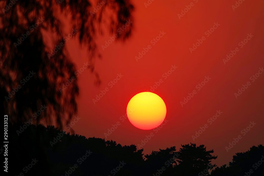 CLOSE UP: Scenic shot of branches stretching over the burnt orange evening sky. CLOSE UP: Scenic shot of branches stretching over the burnt orange evening sky.