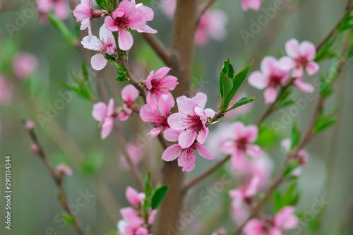 peach tree flowers background © draleksun