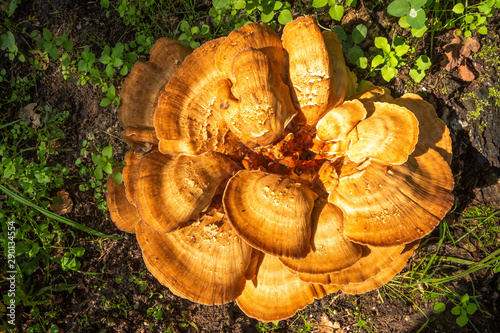 Beautiful bracket fungus or shelf fungus in a golden blight brown color picture taken in the Netherlands nearby Ommen photo