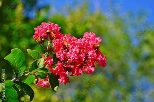 Pink flower clusters of a crape myrtle tree (lagerstroemia) in bloom in summer