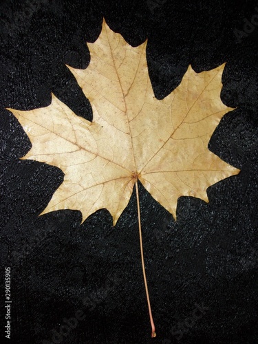 yellow maple leaf on black background