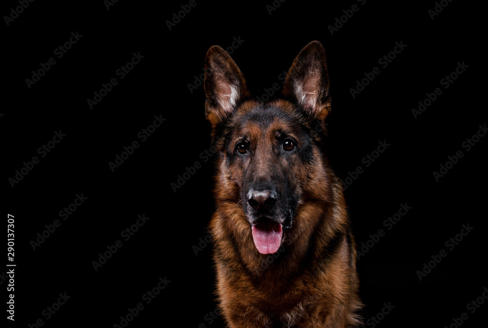 Dogs breed German shepherd, on a black background in the Studio portrait closeup