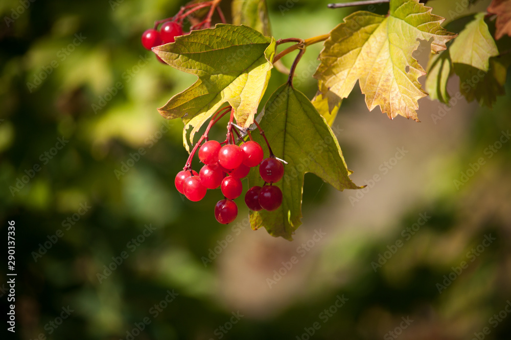 Bright red viburnum opulus berries on branch in the autumn garden in sunny day, selective focus Bright red viburnum opulus berries on branch in the autumn garden in sunny day, selective focus