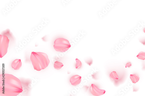 Banner with sakura on white background