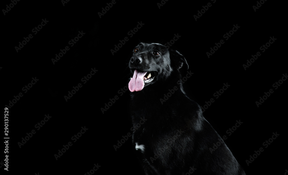 Naklejka Pies bez rasy w Studio czarno na czarnym tle, portret zbliżenie. Czarny na czarnym