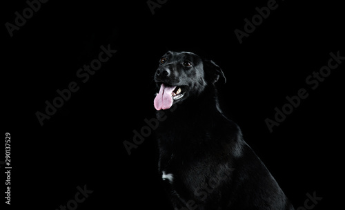 A dog without a breed in the Studio black on black background, closeup portrait. Black on black