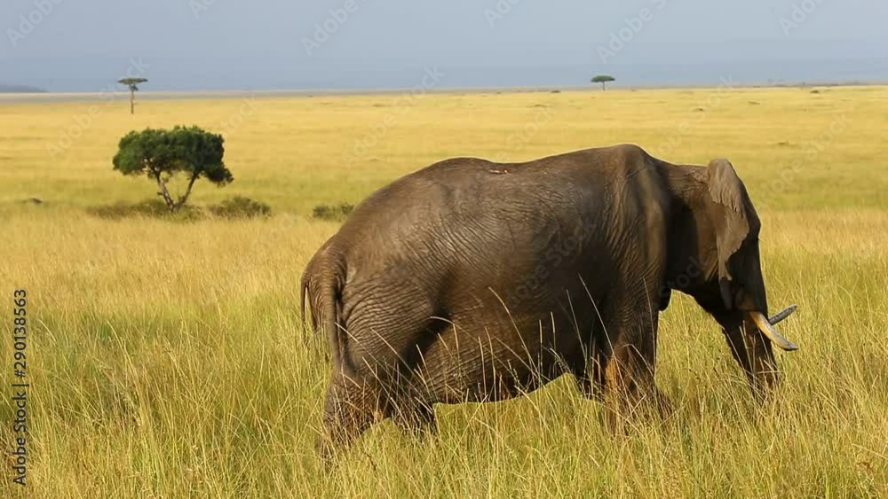 Baby elephant with his mother in the savannah. Africa. Kenya. Tanzania. Serengeti. Maasai Mara. Baby elephant with his mother in the savannah. Africa. Kenya. Tanzania. Serengeti. Maasai Mara.