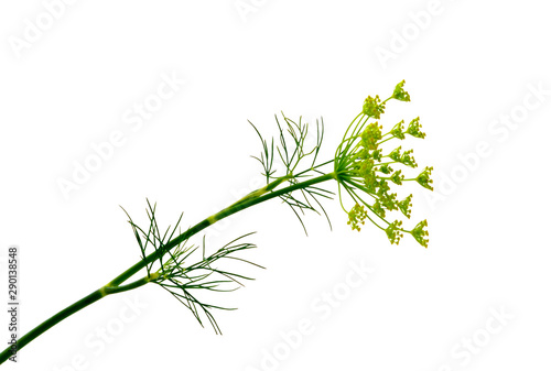 Leinwand Poster Branch of fresh green dill herb leaves isolated