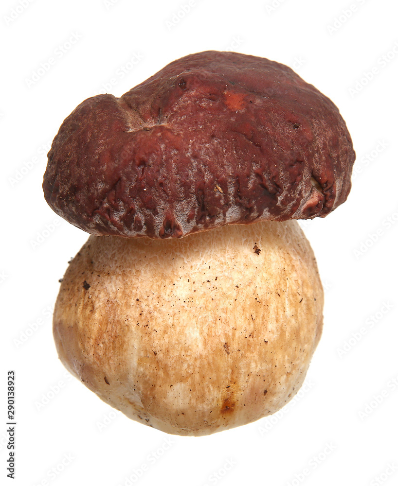 Boletus edulis isolated on white background. Close up. Mushroom Boletus edulis isolated on white background. Close up. Mushroom
