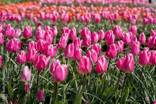 Fototapeta Naklejka Na Ścianę i Meble -  Beautiful  tulips