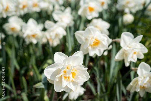 Fototapeta Naklejka Na Ścianę i Meble -  Beautiful daffodils