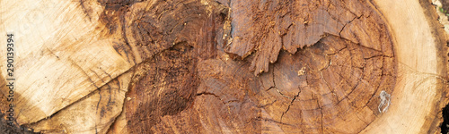 Close up of cut chestnut tree trunk