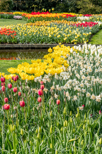 Beautiful flowers