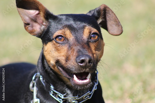 Slika na platnu portrait of a dog