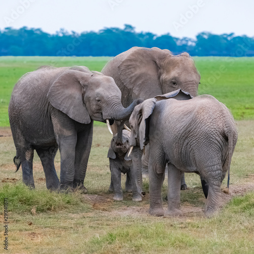 A family of elephants  with a baby waiting to be nourishing  in the savannah in Africa