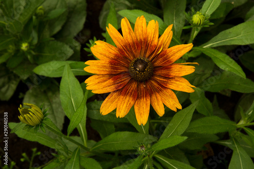 Fotografi Yellow-orange flower of brown-eyed Susan, brown betty, gloriosa daisy, golden Jerusalem