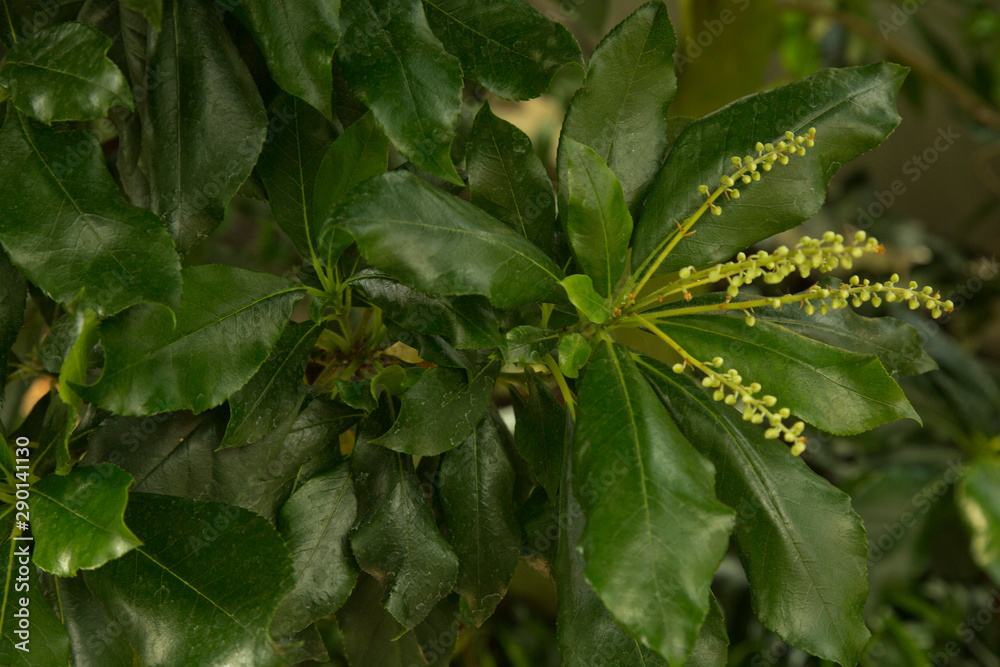 Clethra arborea, the lily-of-the-valley-tree in botanical garten. Clethra arborea, the lily-of-the-valley-tree in botanical garten.
