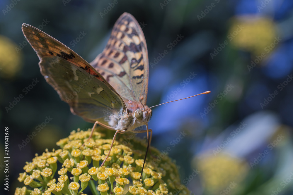 Butterfly on a yellow flower close up