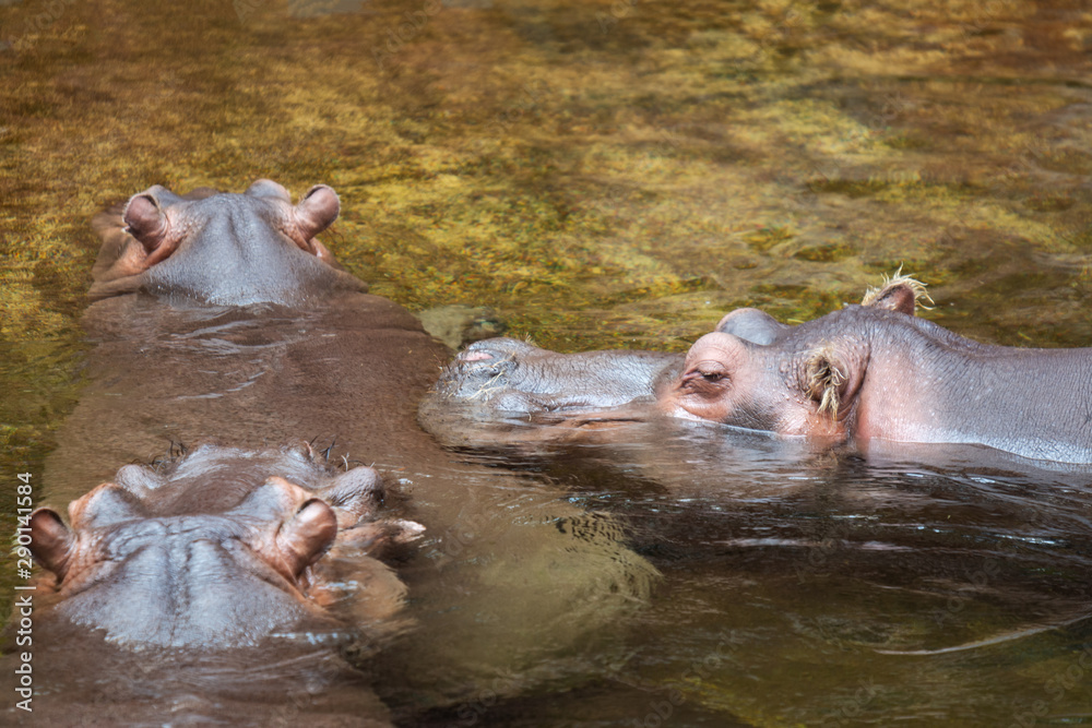 Obraz premium Hippo in water. Common hippopotamus (Hippopotamus amphibius)