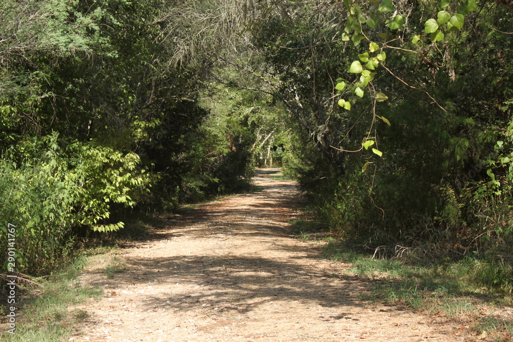 Obraz premium path in the forest