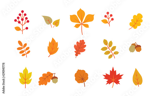Autumn leaves set. Fall leaf nature icons over white background. Nature floral symbol collection photo