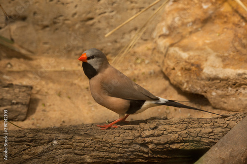 The long-tailed finch (Poephila acuticauda). photo