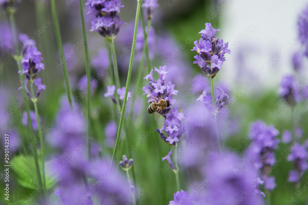 Fototapeta premium Bee fouraging on a lavender bush.
