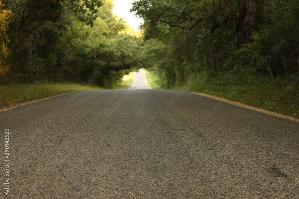 Obraz premium road in the forest