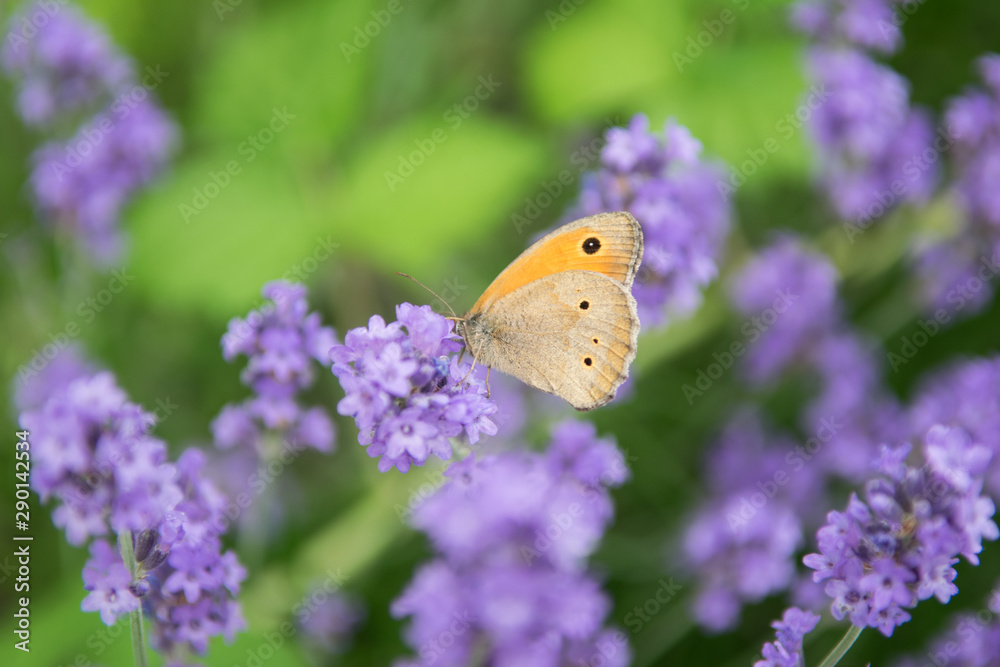 Obraz premium Meadow Brown fouraging on a lavender bush