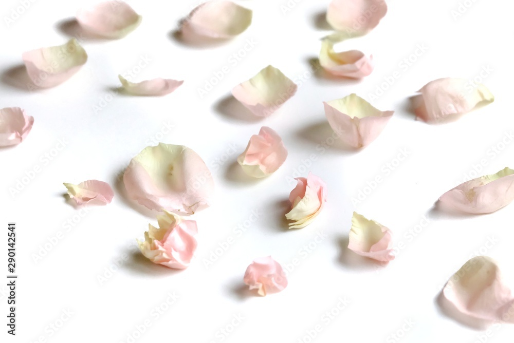 Blurred a pile of an sweet pink rose corollas on white isolated background with softly style Blurred a pile of an sweet pink rose corollas on white isolated background with softly style