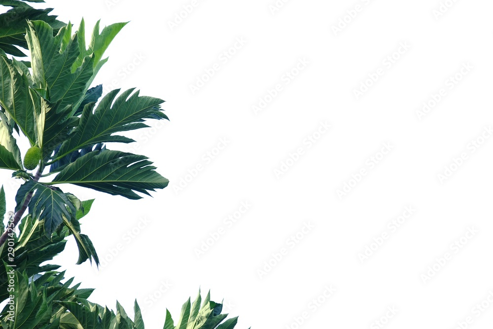 Breadfruit plant leaves with branches on white isolated background for green foliage backdrop Breadfruit plant leaves with branches on white isolated background for green foliage backdrop