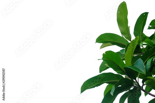 Tropical plant leaves with twigs on white isolated background for green foliage backdrop 