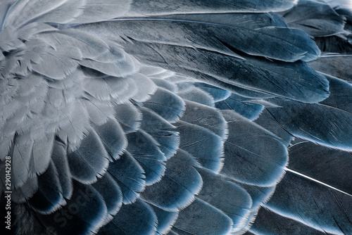 a feathers texture closeup in the detail