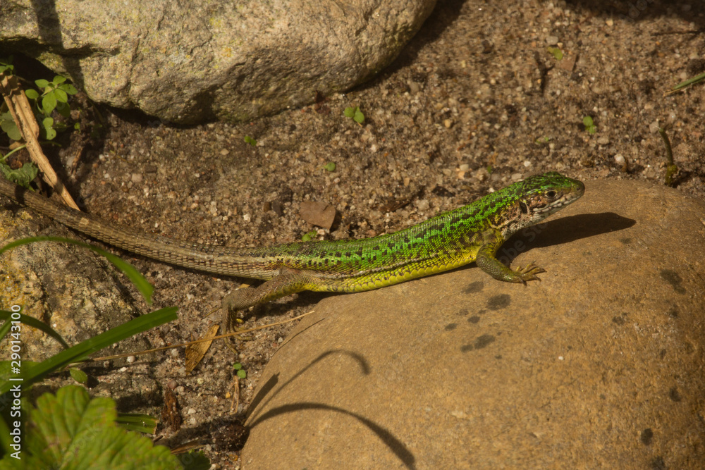 Fototapeta premium The western green lizard (Lacerta bilineata).