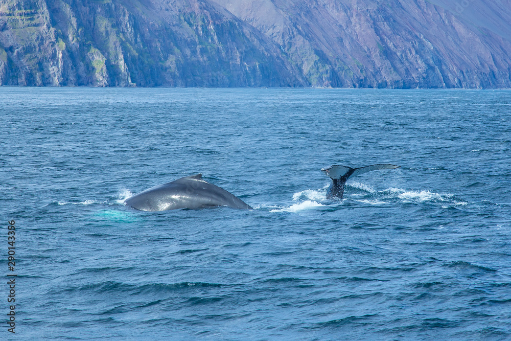 Two gray giant whales playing in the Husavik Sea, Iceland Two gray giant whales playing in the Husavik Sea, Iceland