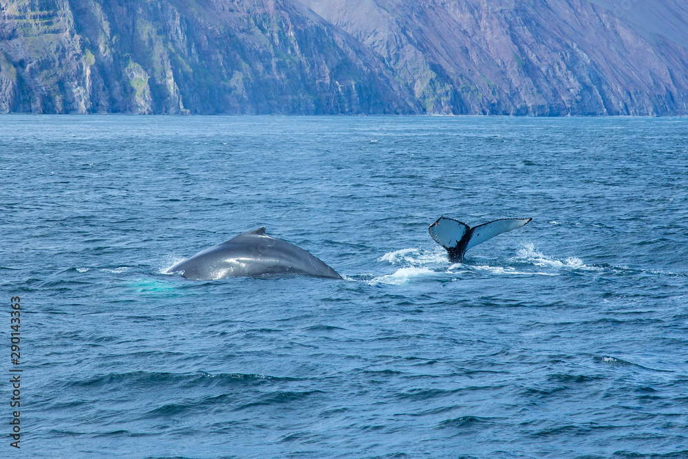 Fototapeta premium Two giant gray whales coming out of the sea in Husavik, Iceland