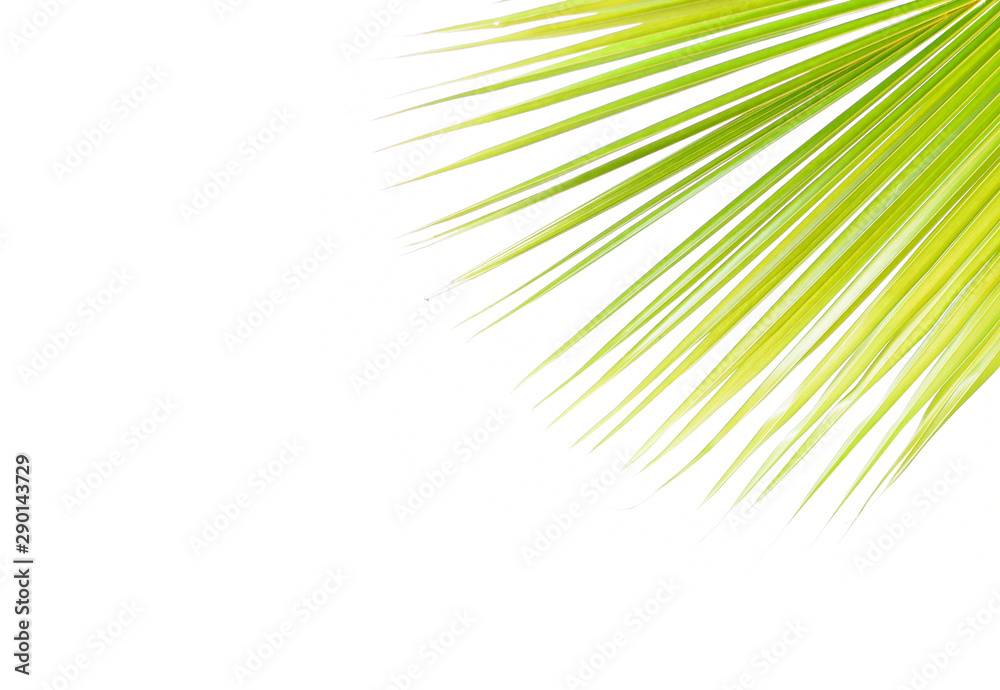 Fototapeta premium Green leaf texture white background 