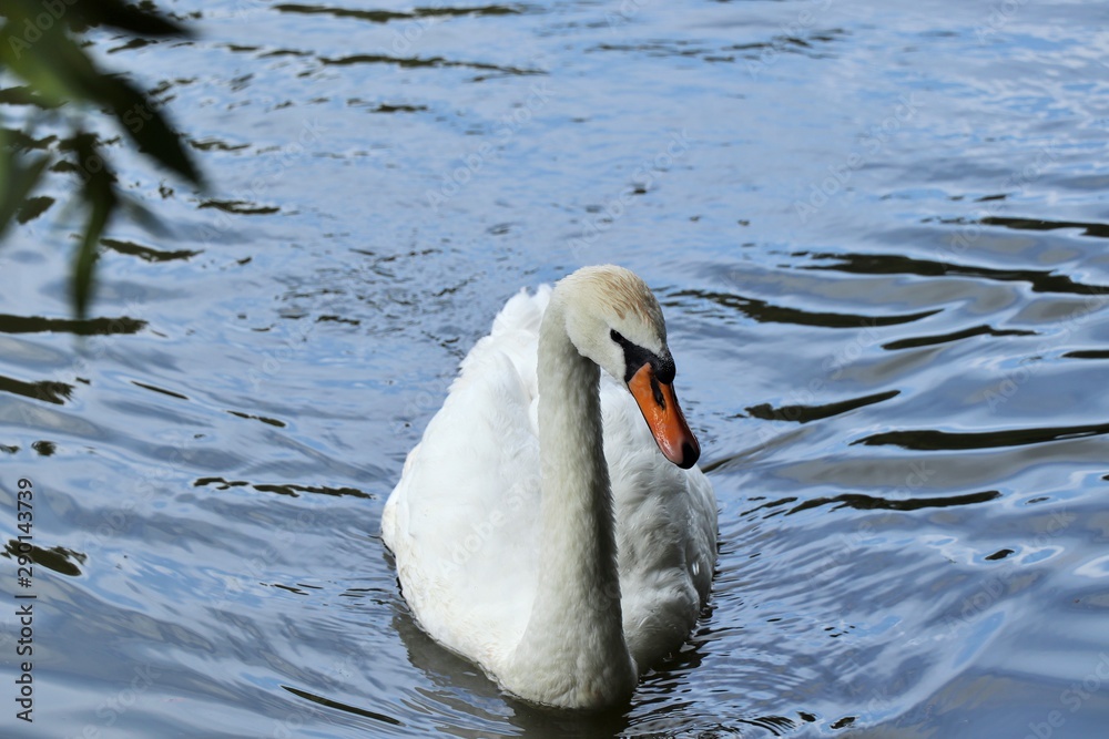 Close - up of a white Swan floating on the water Close - up of a white Swan floating on the water