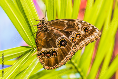 Giant Owl Butterfly, Morpho Helenor photo