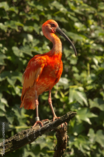Scarlet ibis.(Eudocimus ruber) in zoo.
