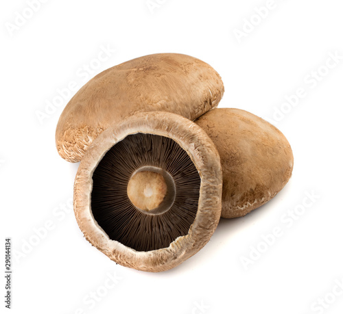 Portobello mushroom, portabella or portobella isolated on white photo