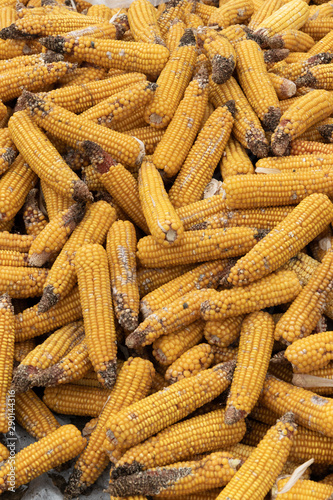 Autumn harvest of corn, close up of  whole dry sweet corn