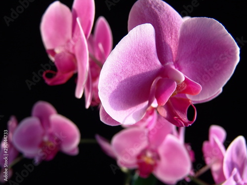 Felwet Fotography Nature Flowers Orchid pink 009