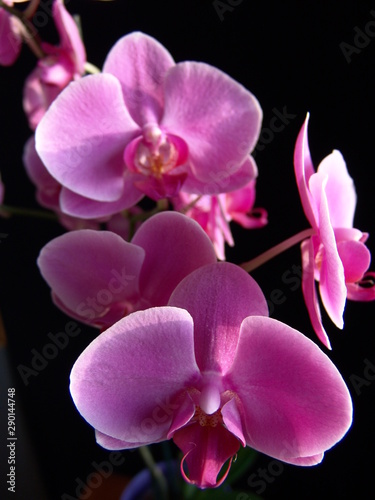  Felwet Fotography Nature Flowers Orchid pink 010