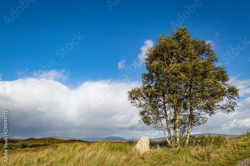 A tree in the Scottish countryside on a sunny late summers day