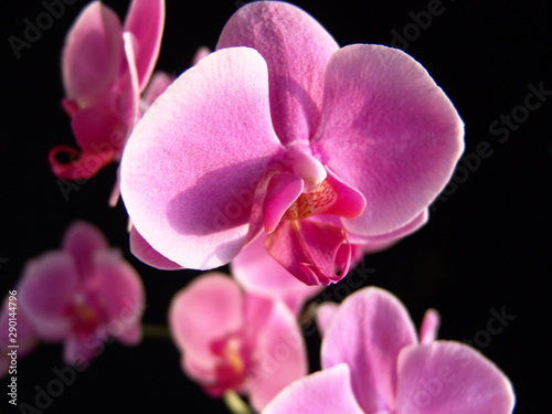 Felwet Fotography Nature Flowers Orchid pink 013