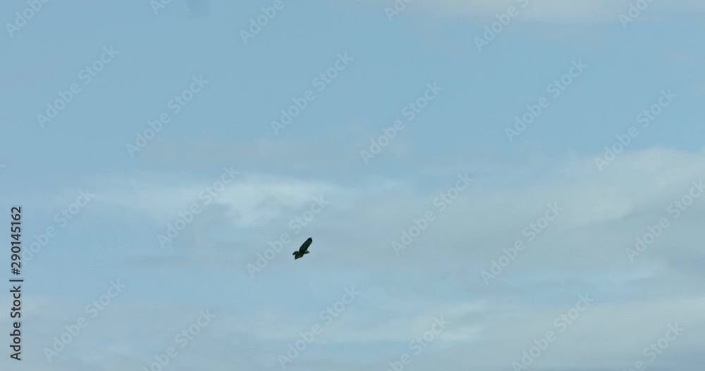 Eagle soaring in sky. Wild bird raptor flying under clouds. Majestic animal in wild. Eagle soaring in sky. Wild bird raptor flying under clouds. Majestic animal in wild.