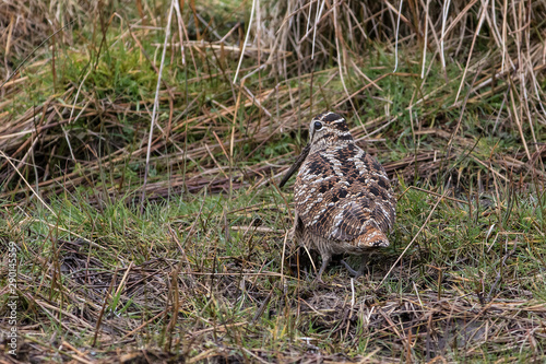 Woodcock